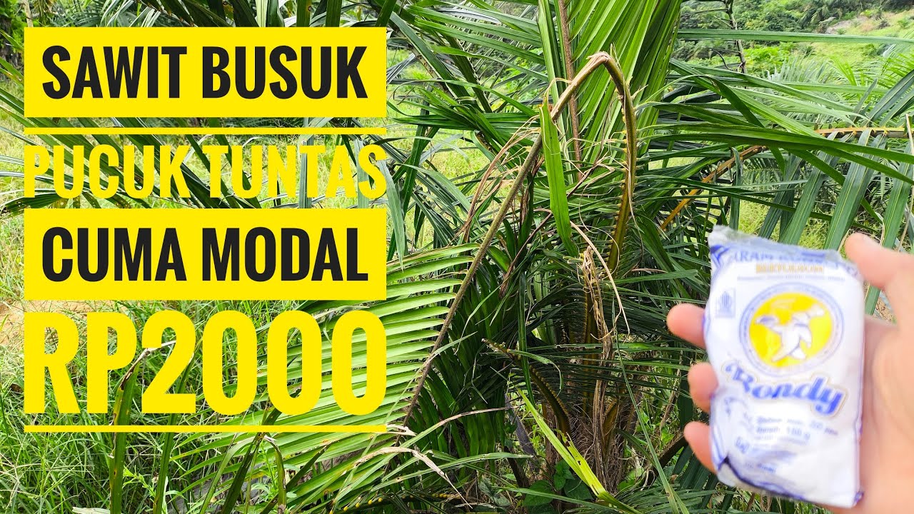 Cara mengatasi tanaman sawit yang mengalami busuk pucuk