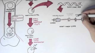 Immunology - Antibody Somatic (VDJ) Recombination I