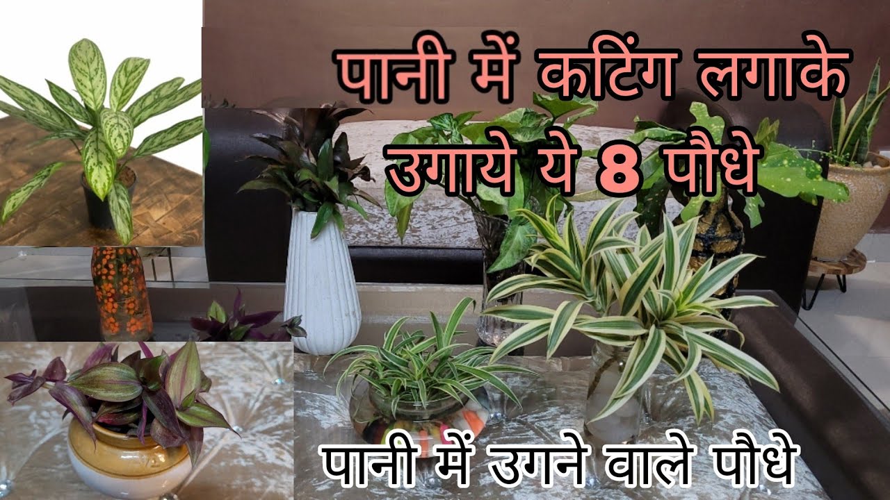 8 8 Plants That You Can 8 8 Plants That You Can