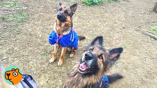 Download Lagu Two German Shepherds Were Left Behind. Now They Refuse to Be Apart | Cuddle Buddies MP3 Download Lagu Two German Shepherds Were Left Behind. Now They Refuse to Be Apart | Cuddle Buddies MP3
