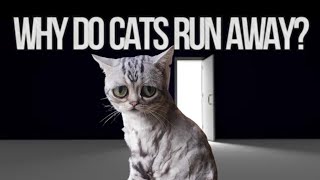 10 REASONS WHY CATS RUN AWAY by Aiamazing Top 10 49 views 1 year ago 9 minutes, 41 seconds