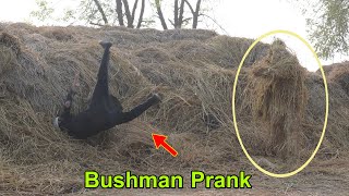 Bushman Prank On Boy In Village