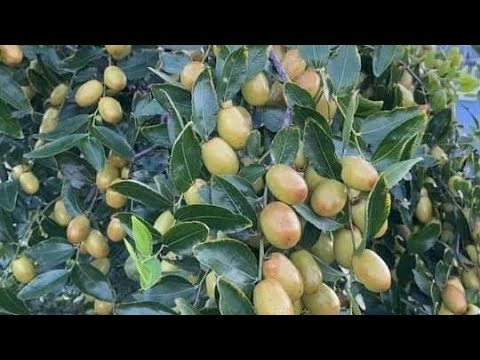Video 4 loại cây nhập khẩu trồng chậu rất nhiều trái - youtube