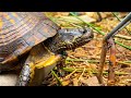 Feeding My Box Turtles!!! Feeding Friday