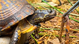 Feeding My Box Turtles!!! Feeding Friday