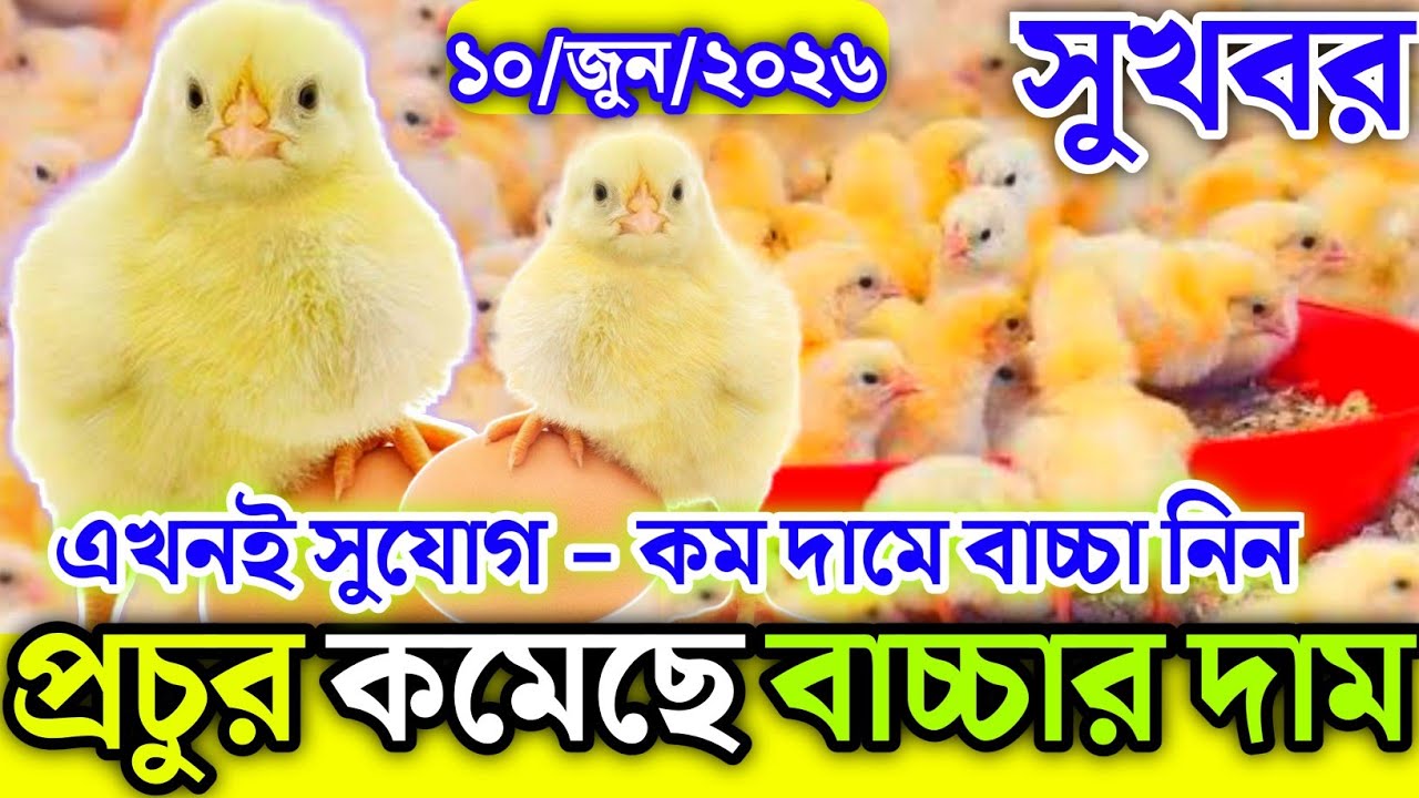 10, June 2026 ব্রয়লার ও সোনালী বাচ্চার আজকের বাজার দর মুরগির বাচ্চার পাইকারি বাজার দাম জানুন