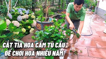 Cắt tỉa hoa cẩm tú cầu để chơi hoa được nhiều năm