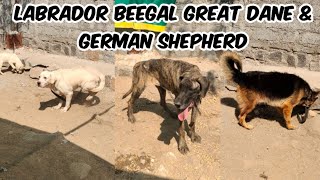 universe of pet's farm & kennel in Hyderabad | Labrador beegal great dane & German shepherd