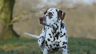 Grooming Tips for Dalmatians  How to Choose the Right Tools