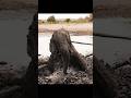 “Elephant Trapped in Mud Saved in a Race Against Time” #youtubeshorts#shortsviral #kindness#foryou