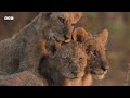 Lion Cubs Cross Croc-Infested Waters | Kingdom | BBC Earth
