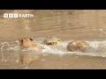 Lion Cubs Cross Croc-Infested Waters | Kingdom | BBC Earth