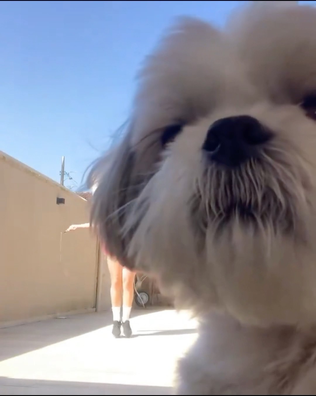 ELA NÃO DEIXOU A MULHER BISCOITAR #shorts ANIMAIS ENGRAÇADOS