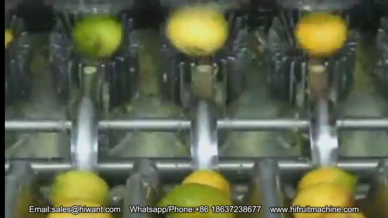 Make orange essential oil, automatic orange oil extraction / orange