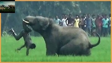 Unbelievable Elephant Attacks & Interactions Caught On Camera!