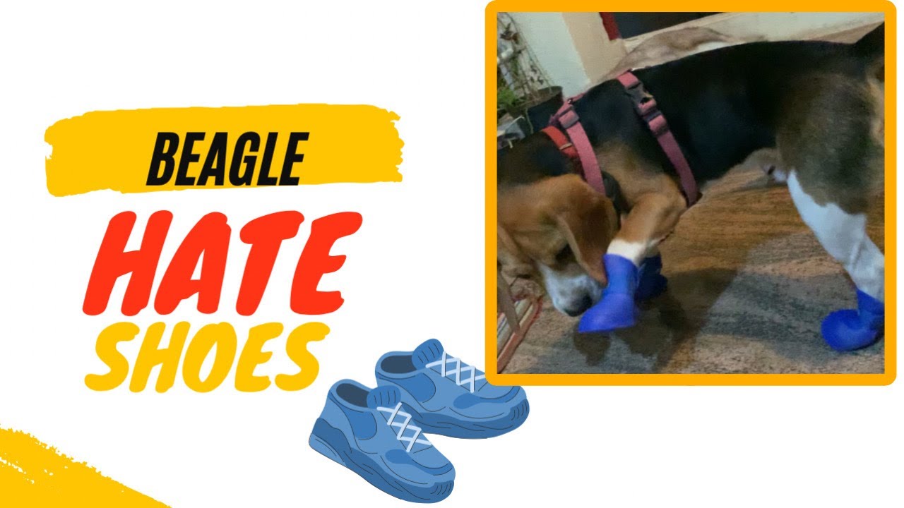 Beagle hates Shoes YouTube