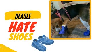 Beagle hate Shoes by Moon the beagle 128 views 9 months ago 2 minutes, 3 seconds