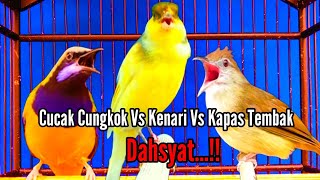 Cucak Cungkok Vs Kenari Vs Kapas Tembak!!