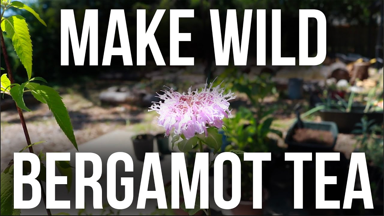 Making Wild Bergamot Tea