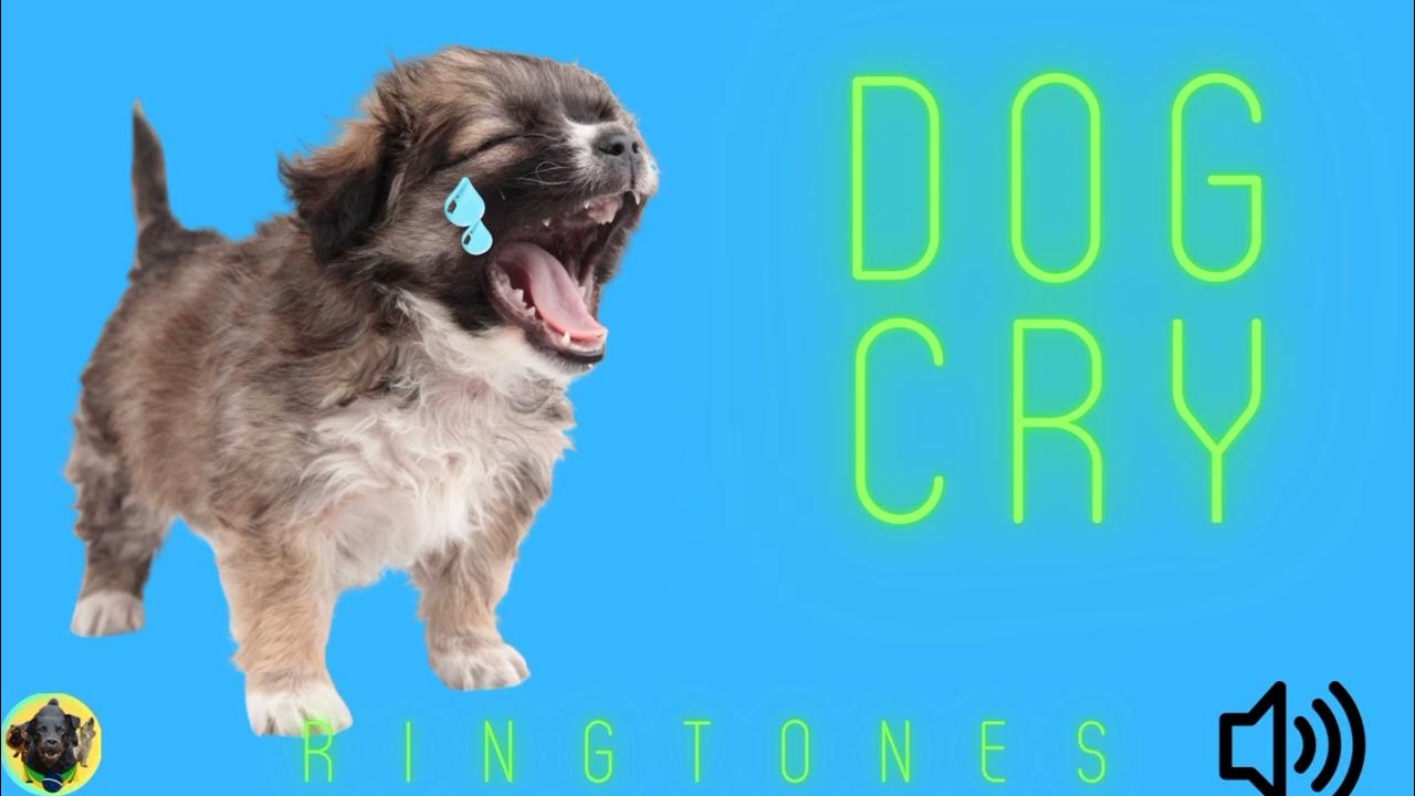 Dog Crying Ringtone 📱🔊[RINGTONE] Dogs Barking Sound Effect [2022