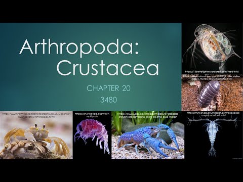 ३८४०_अध्याय २०: आर्थ्रोपोडा- क्रस्टेसिया