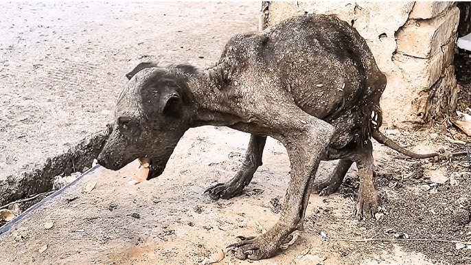 How is that bat-like stray dog doing now - the one no one dared approach in  the garbage dump? - YouTube