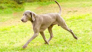 Can Weimaraners be aggressive towards other dogs?