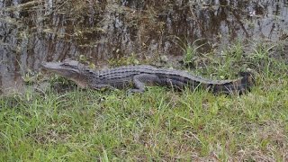 Small Alligator Pinckney Island National Wildlife Refuge