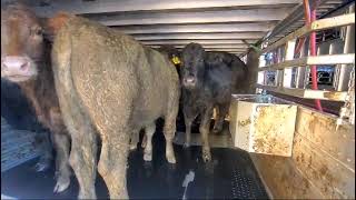 Purpose-built containers transporting cattle from Hawaii