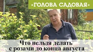 Голова садовая - Что нельзя делать с розами до конца августа