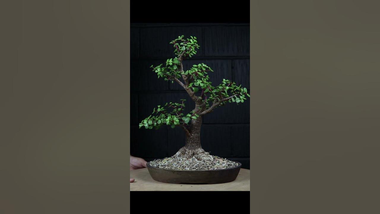 3 Year Dwarf Jade Bonsai Timelapse bonsai marshydrofc4800 YouTube
