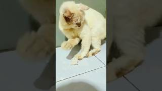 Jono Sikok Bagi Duo🤫 #cat #fyp #persiancat #sikokbagiduo #2023