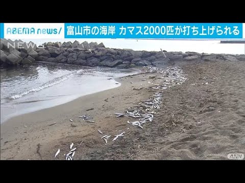 海岸にカマス約2000匹打ち上げられる　富山(2021年4月9日)