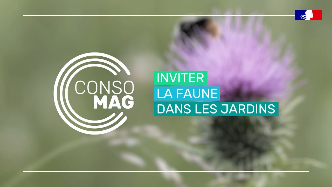 Pourquoi et comment inviter la faune dans votre jardin ?