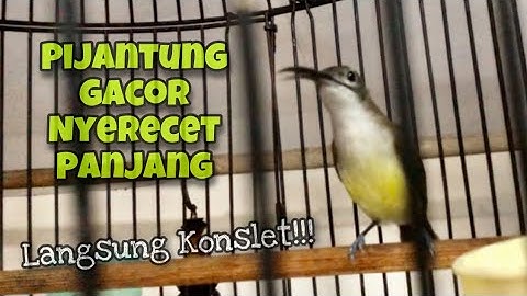 Masteran Pijantung Pisang Gacor Full Nyerecet Mbeset Tembakan Rapet Durasi Panjang | Kicau Tembak