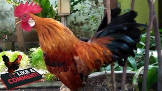 Ayam Kate Gacor Jantan Super Berkokok