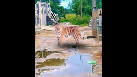 tiger animation