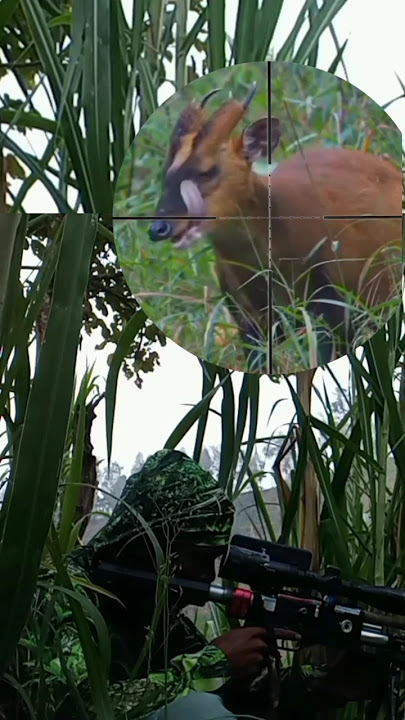 BERBURU RUSA JAWA🔥 #huntingdeer #shortvideo
