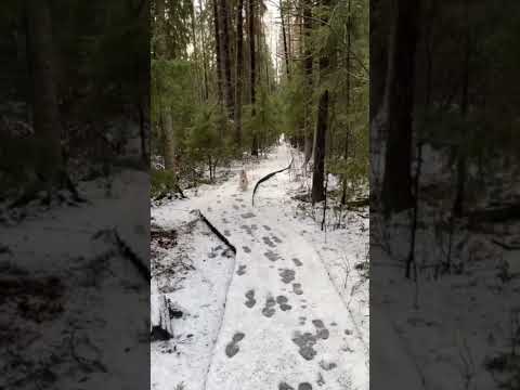 Ани Мартини принесли.#4294 #satisfyingvideo#satisfying#oddlysatisfying#shorts