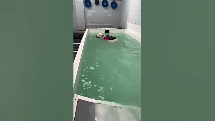 My German shepard Tia at hydrotherapy 2 weeks afte...