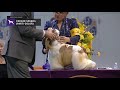 Spaniels Cocker Parti Color | Breed Judging 2019