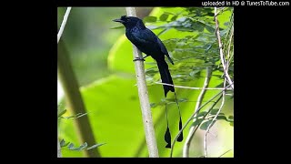 TIẾNG CHÈO BẺO ĐUÔI CỜ HÓT .MP3 | Dicrurus macrocercus