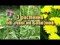 НЕ ХОТИТЕ БОЛЕТЬ - ПЕЙТЕ ОТВАРЫ ЭТИХ РАСТЕНИЙ