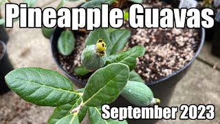 Update On Pineapple Guava (Feijoa) Fruit Development - September 2023