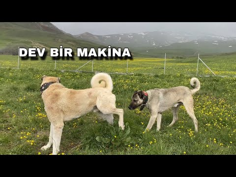 KAPLANIN SAHİBİ TÜRKİYE’NİN EN KARİZMA ANADOLU ÇOBAN KÖPEĞİ PİTON !!