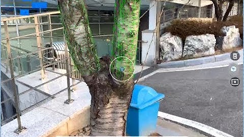 3-D Measurement of Tree Branches - Apple ARKit