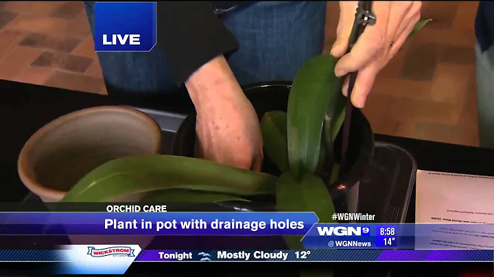 How to Care for Orchids at Home