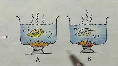 Class 4 Science, Chapter 1: Green Plants - The Food Producers (Part 2)