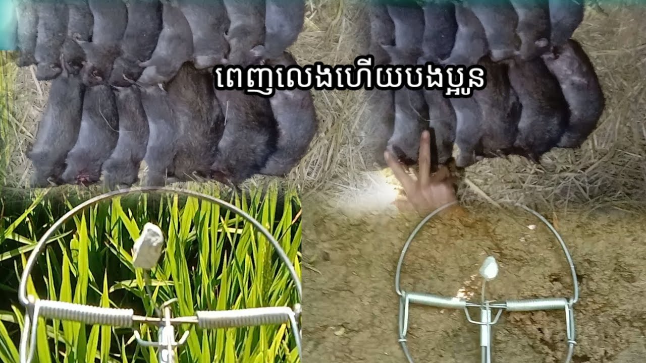 បានច្រើនណាស់ ថ្ងៃនេះ [ដាក់អន្ទាក់កណ្ដុរ]