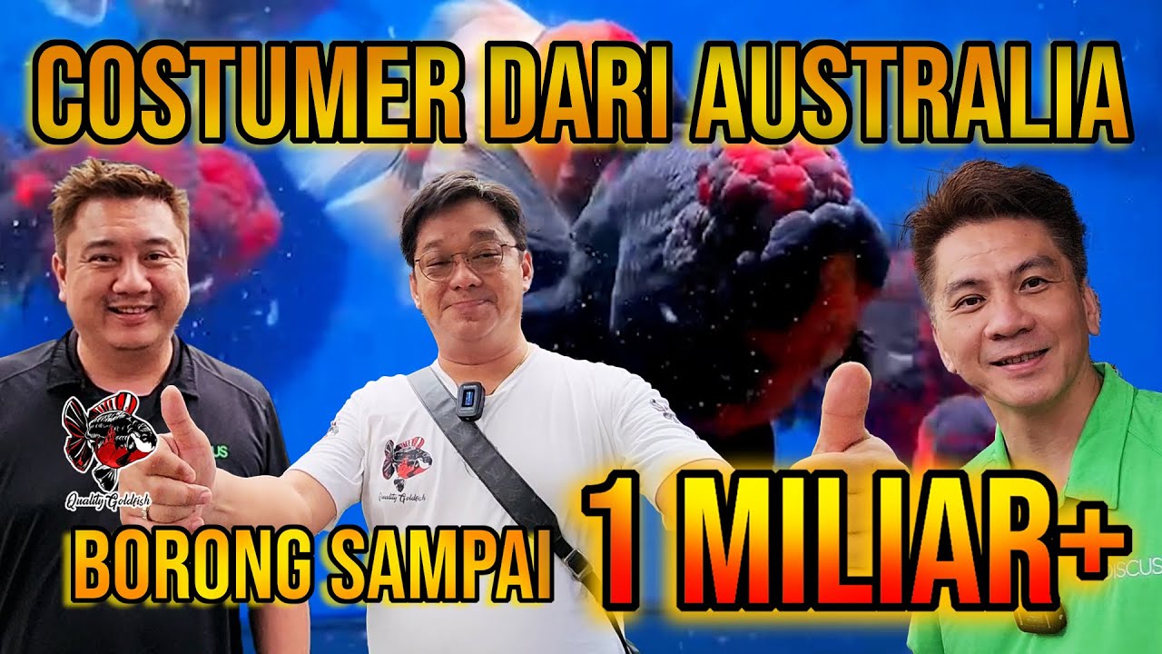 BORONG SAMPAI 1 MILIAR LEBIH ‼️ QUALITY GOLDFISH KEDATANGAN COSTUMER DARI AUSTRALIA‼️